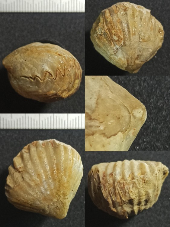 Septaliphoriapinguis_SGLP.thumb.jpg.ce961c55a51e986e1dba5c78fa21a69e.jpg