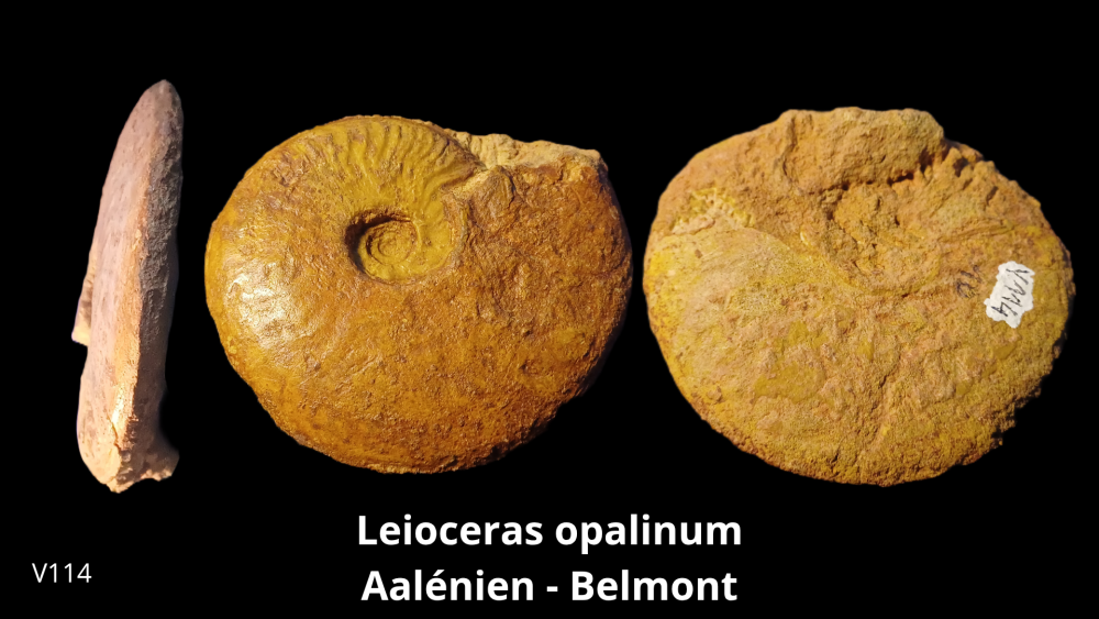 Vente _ BT02 - Toarcien_20251015_193624_0000.png