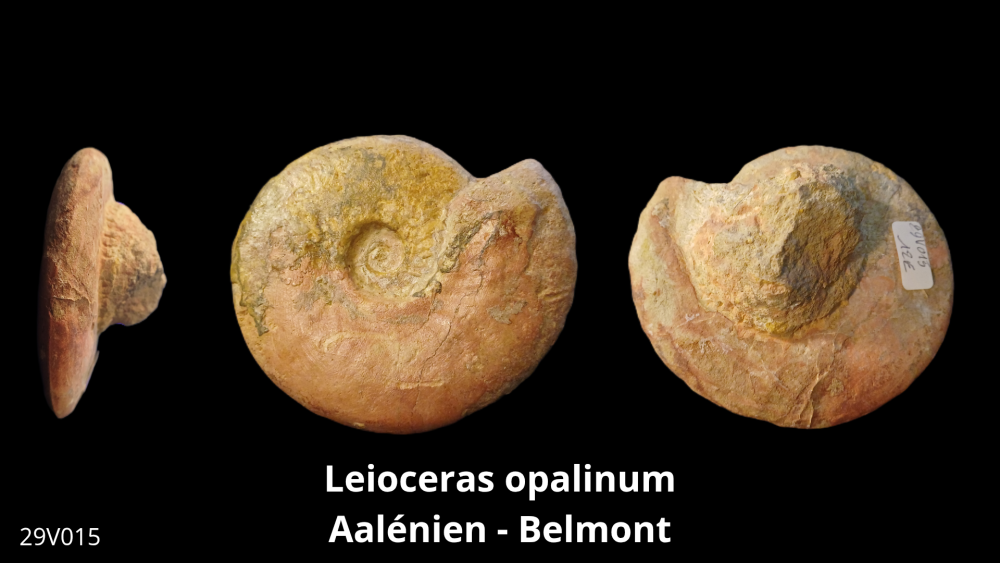 Vente _ BT02 - Toarcien_20251015_193624_0001.png