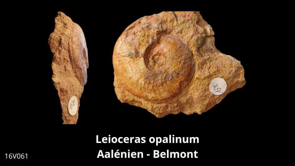 Vente _ BT02 - Toarcien_20251015_193624_0002.png