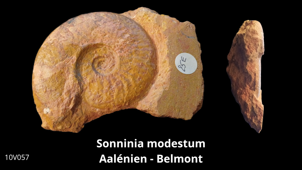 Vente _ BT02 - Toarcien_20251015_193625_0003.png