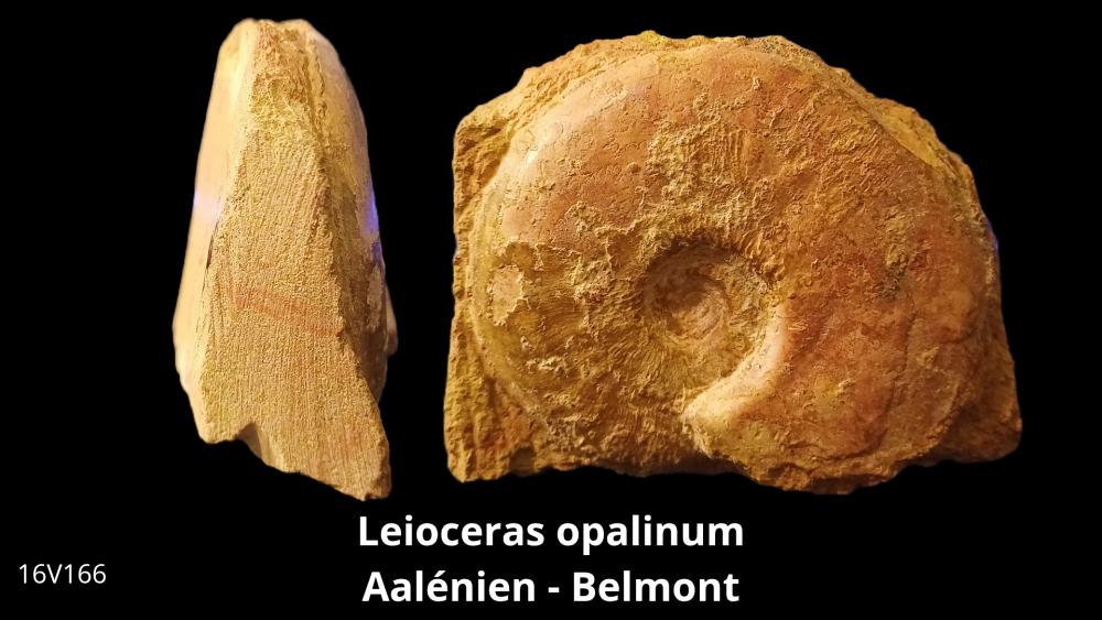 Vente _ BT02 - Toarcien_20251015_193625_0004.png