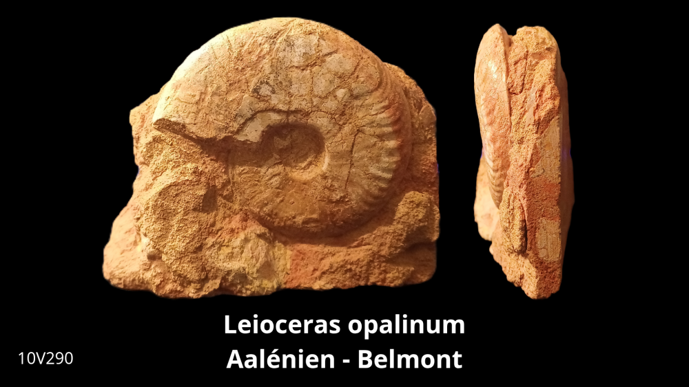 Vente _ BT02 - Toarcien_20251015_193625_0005.png