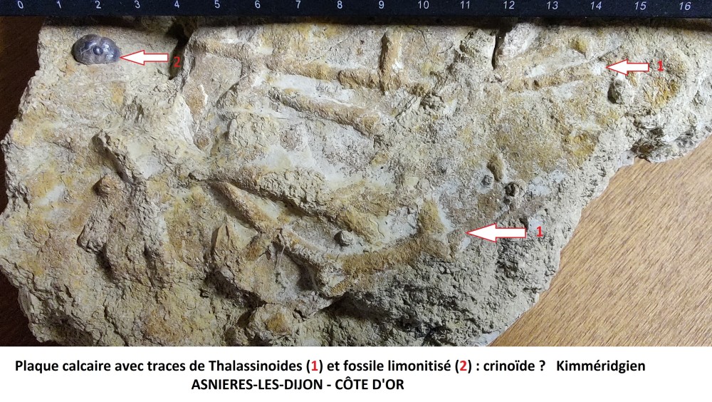 asnieres les dijon.jpg