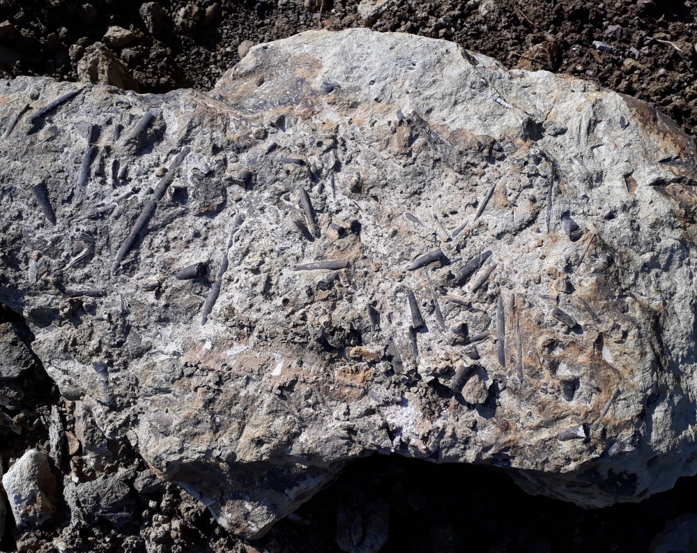 bloc à belemnites.jpg