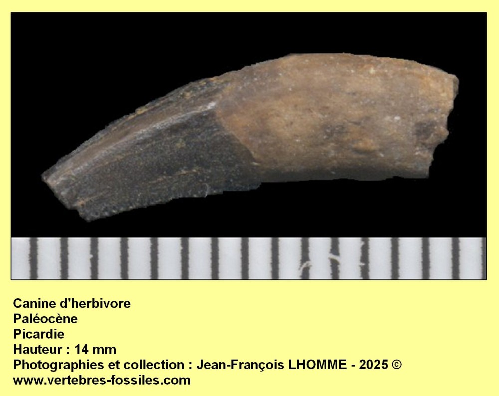 canine_paleogene_france.jpg