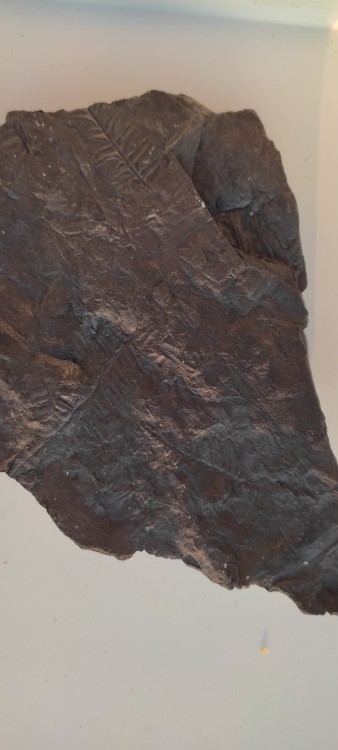 fossile 3 avec fougère.jpg