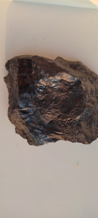 fossile avec tige  face 1.jpg