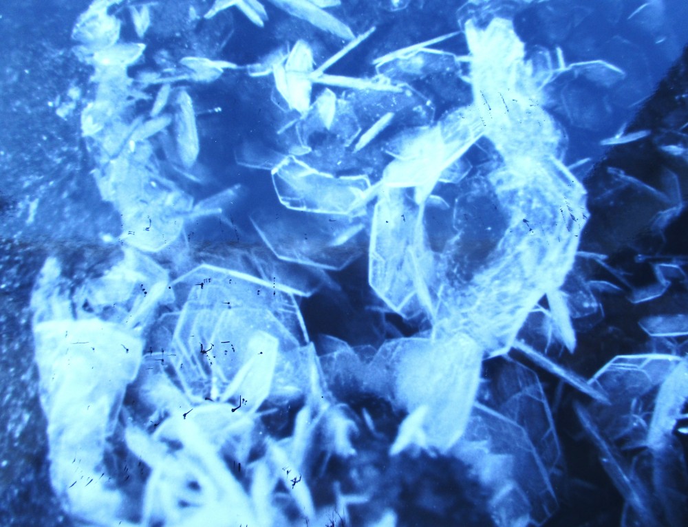 levyne 1 pointe de tekeo.JPG