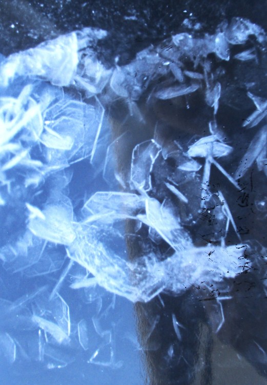 levyne pointe de tekeo.JPG