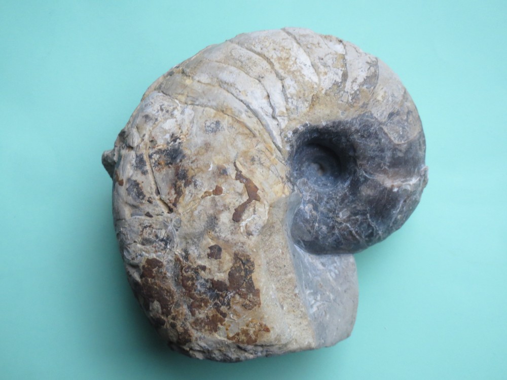 nautile Schaffhouse sur Zorn.JPG