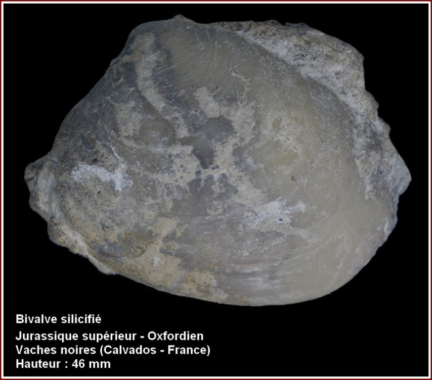 pl_bivalve_oxfordien.jpg