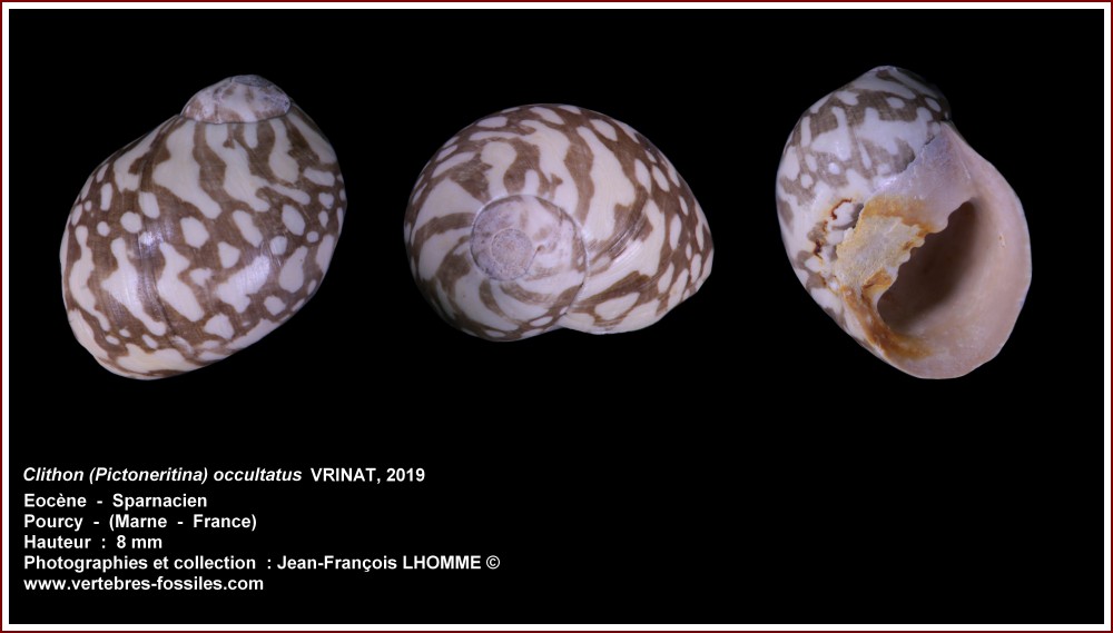 pl_clithon_occultatus_pourcy.jpg