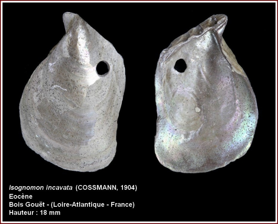 pl_isognomon_incavata_bgouet.jpg