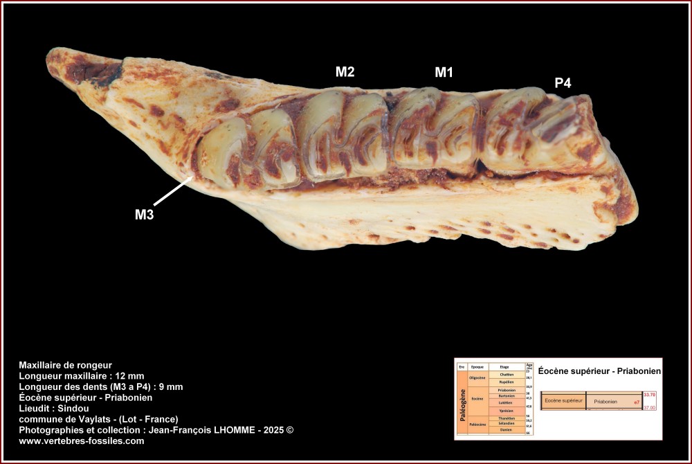 pl_mandibule_rongeur_sindou1.jpg