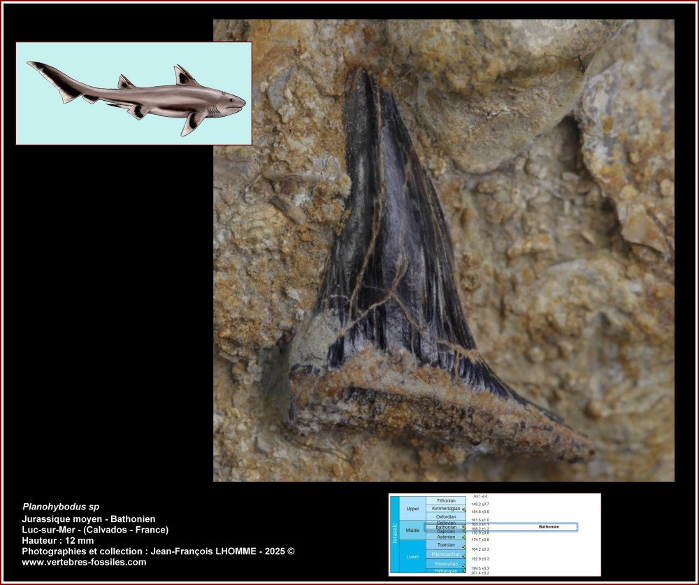 pl_planohybodus_luc_sur_mer.jpg