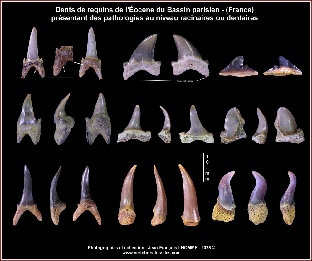 pl_requins_patho_eocene_bp.jpg