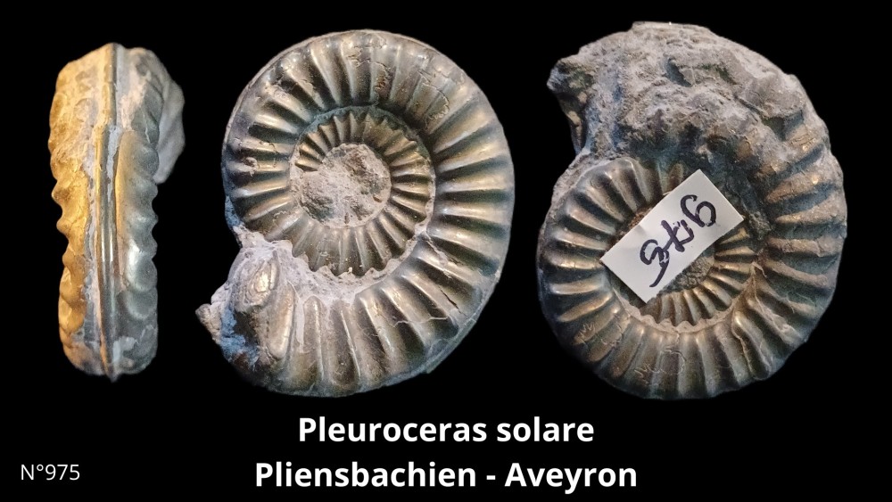 pleuroceras.thumb.JPG.6719d4664214027b678bdd036ff26212.JPG