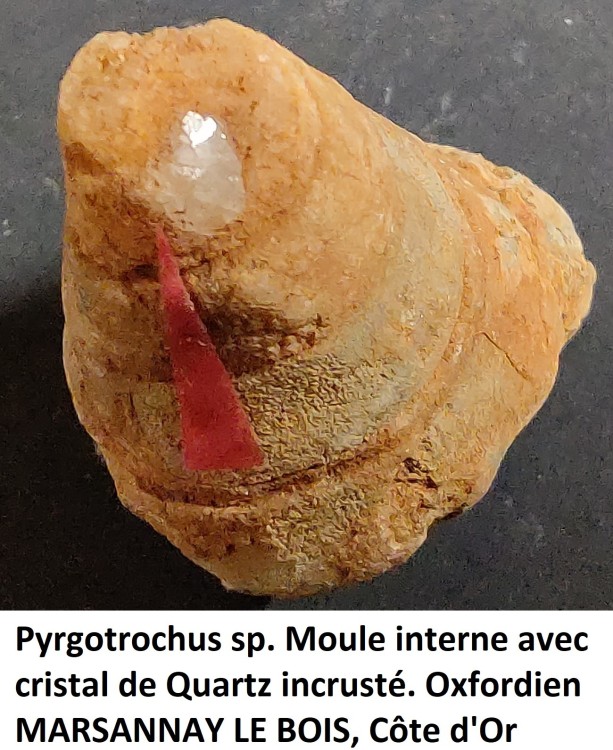 pyrgotrochus sp..jpg