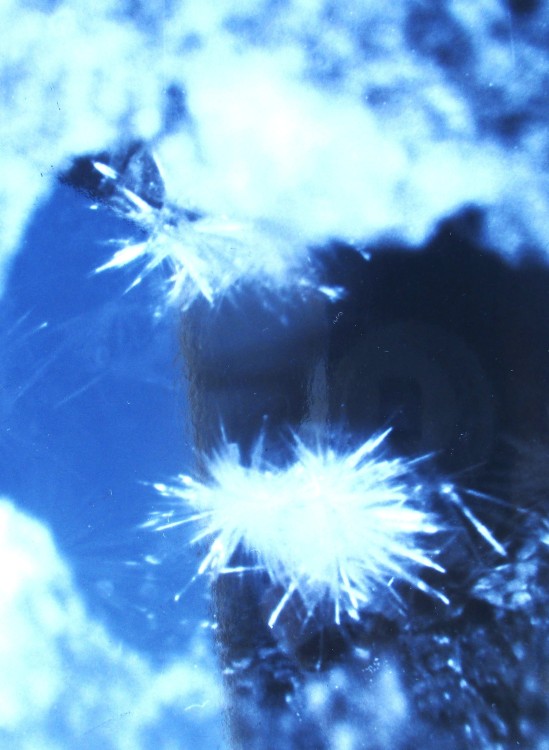 sclecite 2 mont duff.JPG