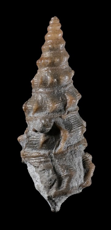 Albien-Troyes-Gastropode-Hauteur26mm.thumb.jpg.8ba66a16d4c6493ad7bd815bab192a36.jpg