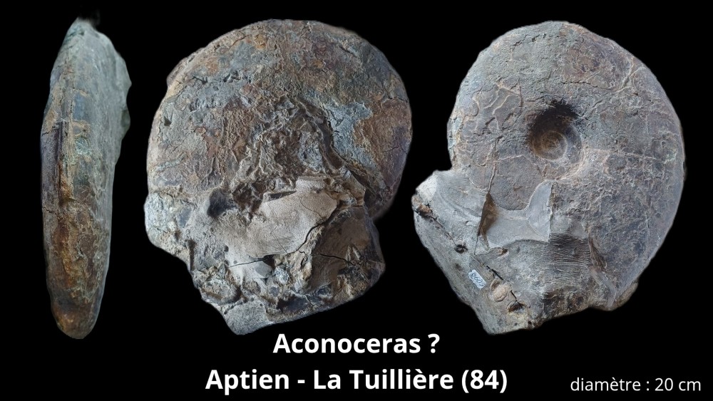 Amphiope bioculata Burdiaglien - Istres, Etant de Berre_20251114_215957_0000.jpg