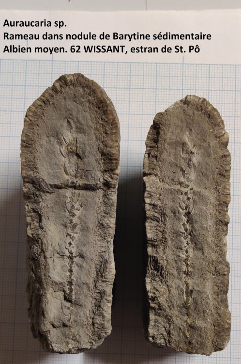 Auraucaria Wissant.jpg