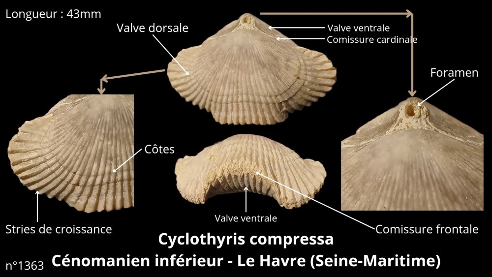 Bte 087_20251119_184714_0000.jpg