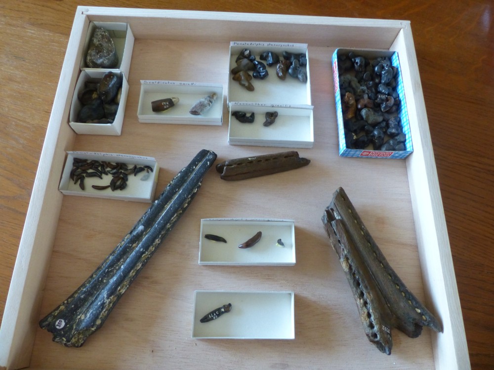 Dents, rochers, rostres de becs, bulles tympanniques, de dauphins et baleines..JPG