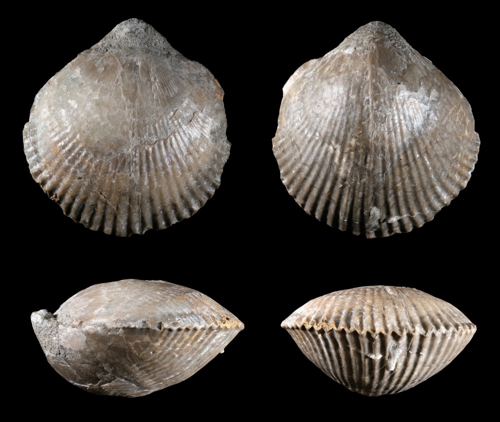 Hauterivien - Nyons - Peregrinella peregrina - P553 - Longueur 64 mm.jpg