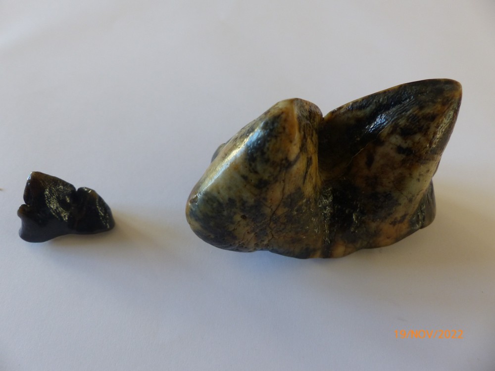 M1 et M3 inférieures de Hyainailouros sulzeri.JPG