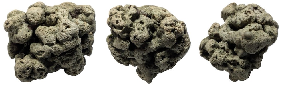 corail fossile ou pas.jpg