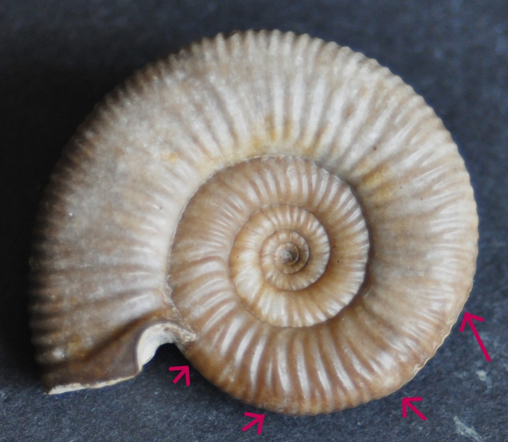 elatmites paraboles.jpg