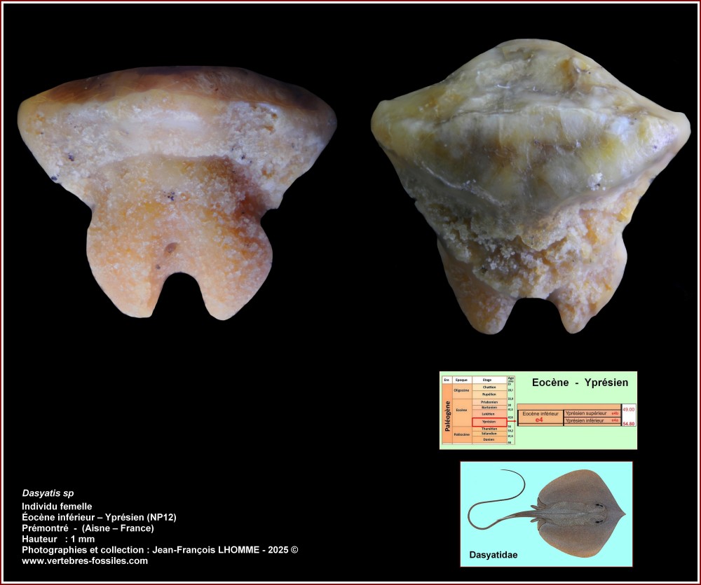 pl_dasyatis2_premontre.jpg