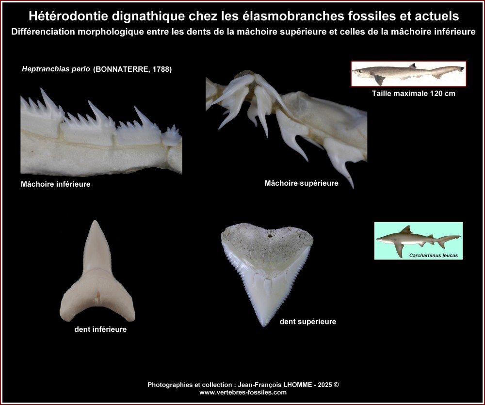 pl_monographie_dignatique_requins.jpg