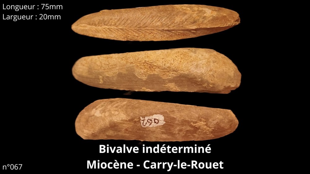 Aspidoceras acanthicum Kimméridgien - Montagne de Crussol (Ardèche) (2).jpg