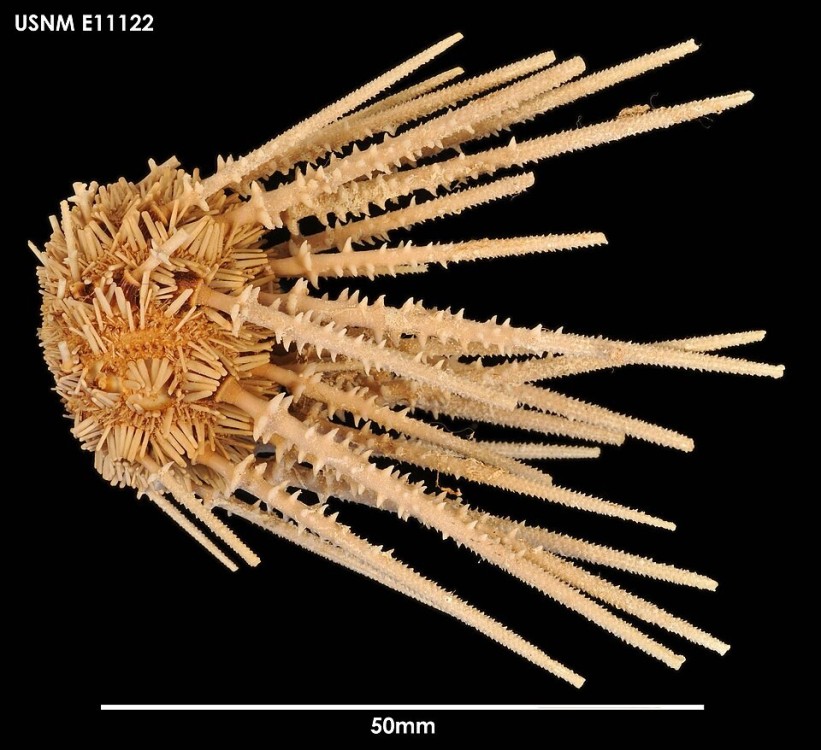 Austrocidaris_spinulosa_(USNM_E11122)_005.jpeg