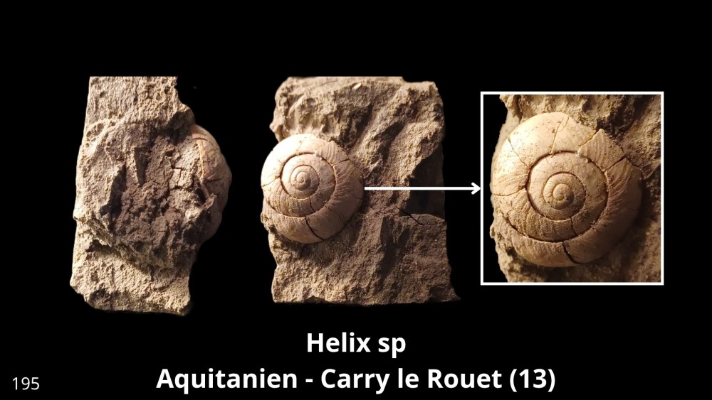 Boite collection 081_20251229_175217_0000.jpg