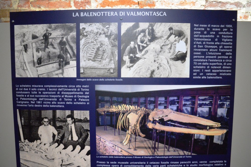 Musée_Paleo_Asti (2).JPG