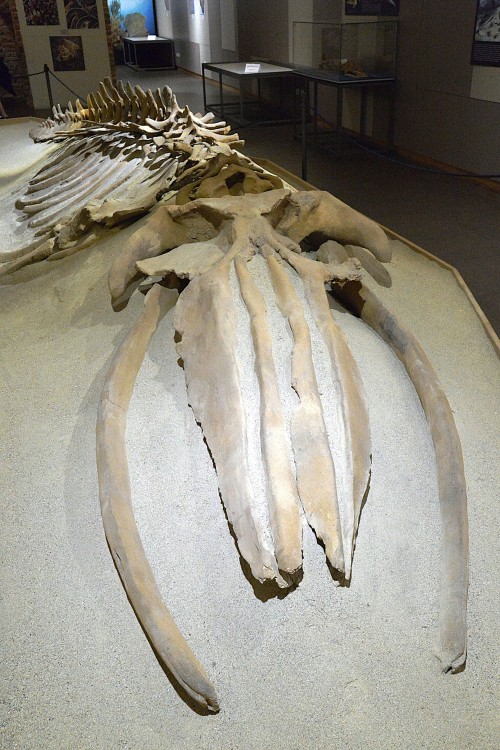 Musée_Paleo_Asti (3).JPG