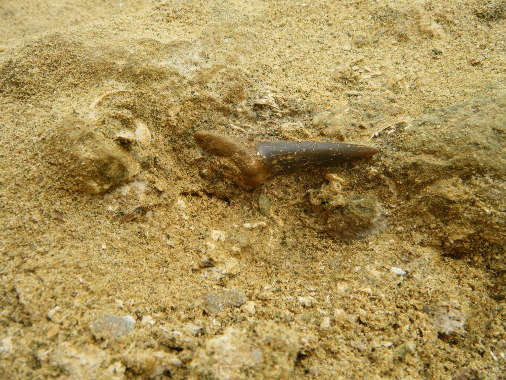 darcy_15_09_2010 (114).JPG