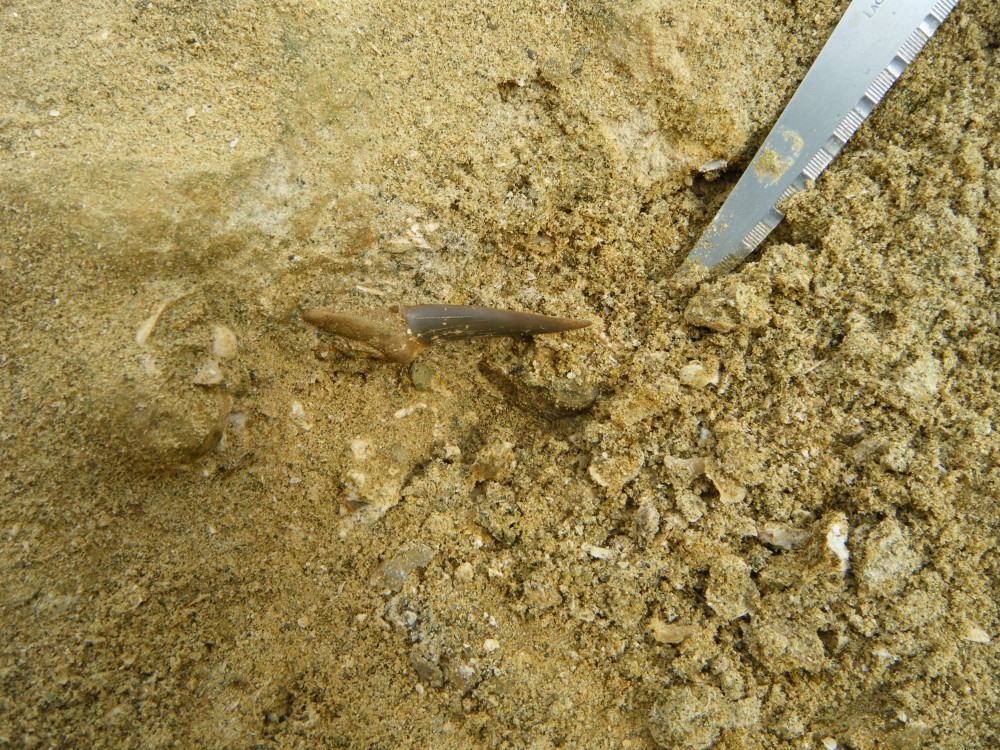 darcy_15_09_2010 (115).JPG