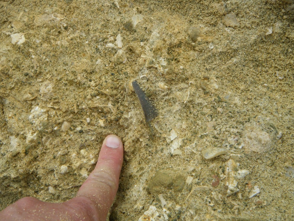 darcy_15_09_2010 (21).JPG