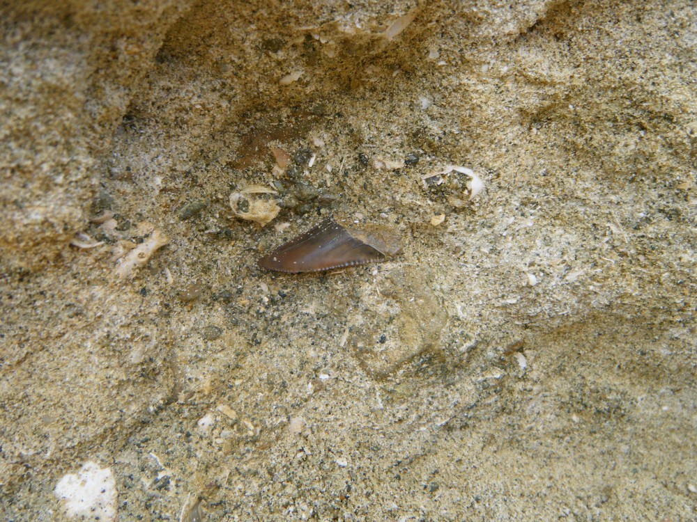 darcy_15_09_2010 (239).JPG