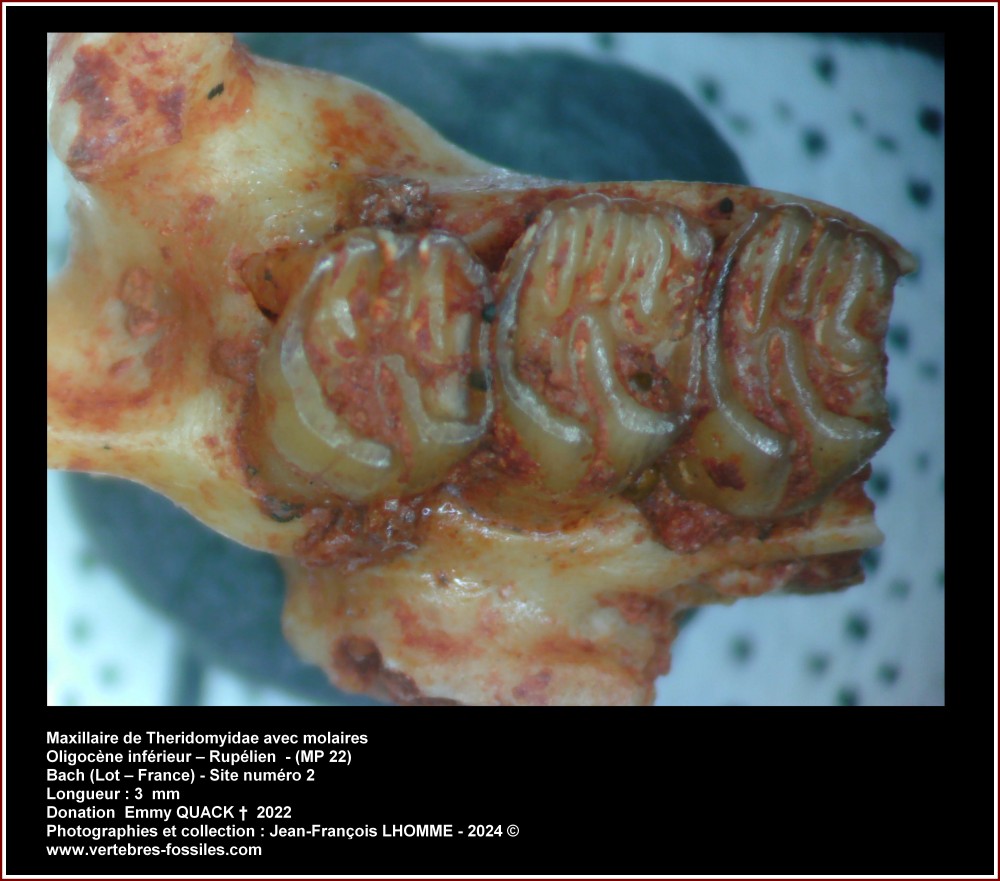 maxillaire_mammif_bac2_num0001.thumb.jpg.0bb7c71d4a0c5ce54412f2b83e2f0d4d.jpg