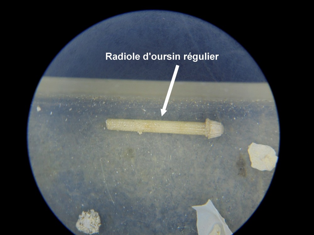 micro_fercourt_juillet_2025 (7).JPG