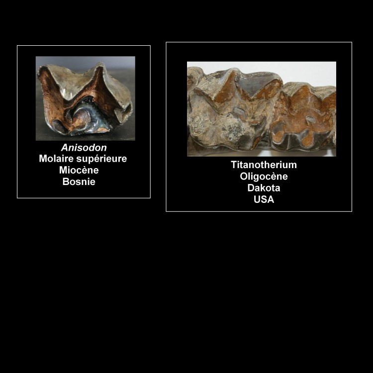 molaire_sup_anisodon_bronthotherium.jpg