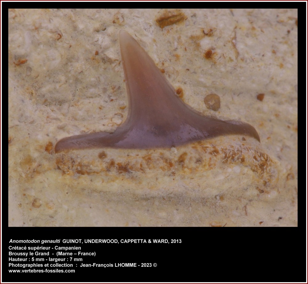 pl_anomotodon_genaulti_broussy.jpg
