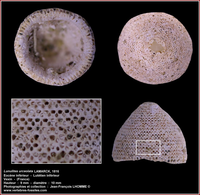 pl_bryozoaire_quartz_vexin.jpg
