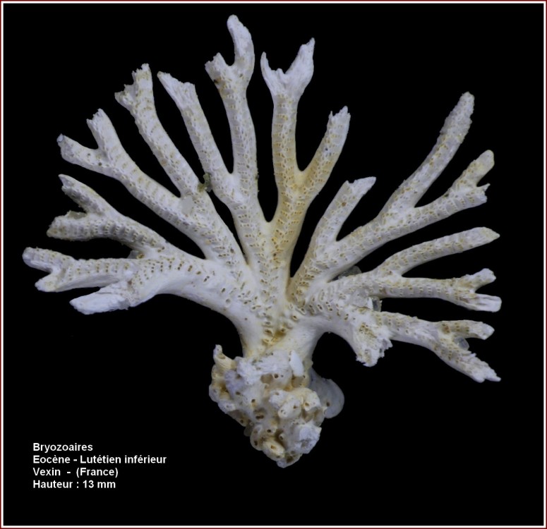 pl_bryozoaires_vexin3.jpg